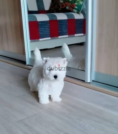 West highland white terrier puppy
