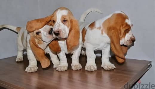 Basset hound puppies females