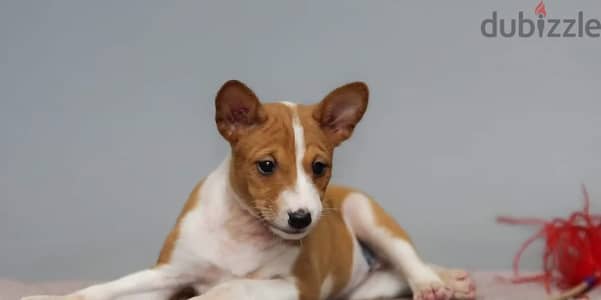 Basenji puppies from Russia