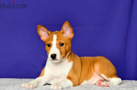 Basenji puppy boy from Russia