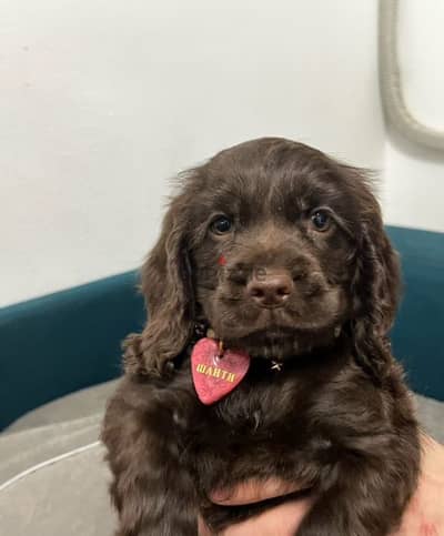 English cocker spaniel puppies from Russia