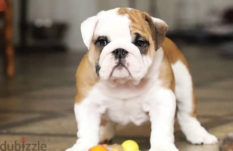 English bulldog puppy boy from Russia