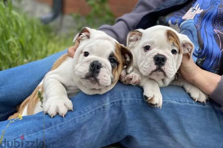English bulldog puppy female from Russia