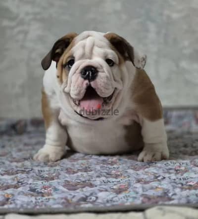 English bulldog puppies females from Russia