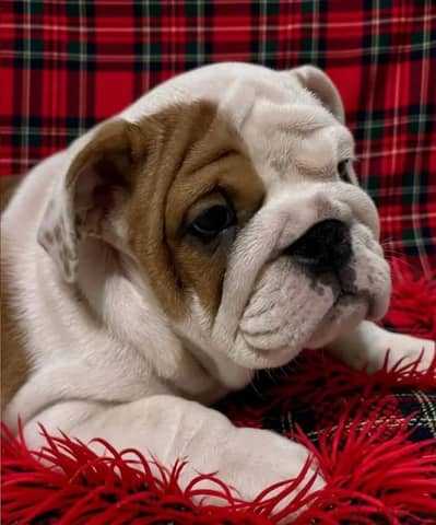 English bulldog puppies from Russia