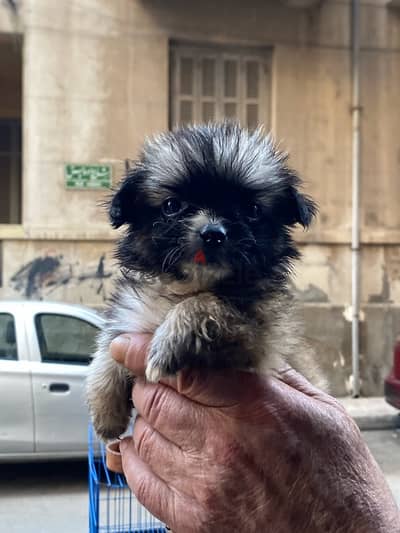 havanese teacup