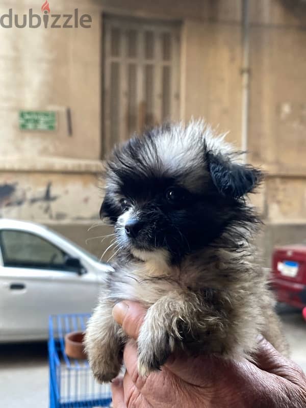havanese teacup 1