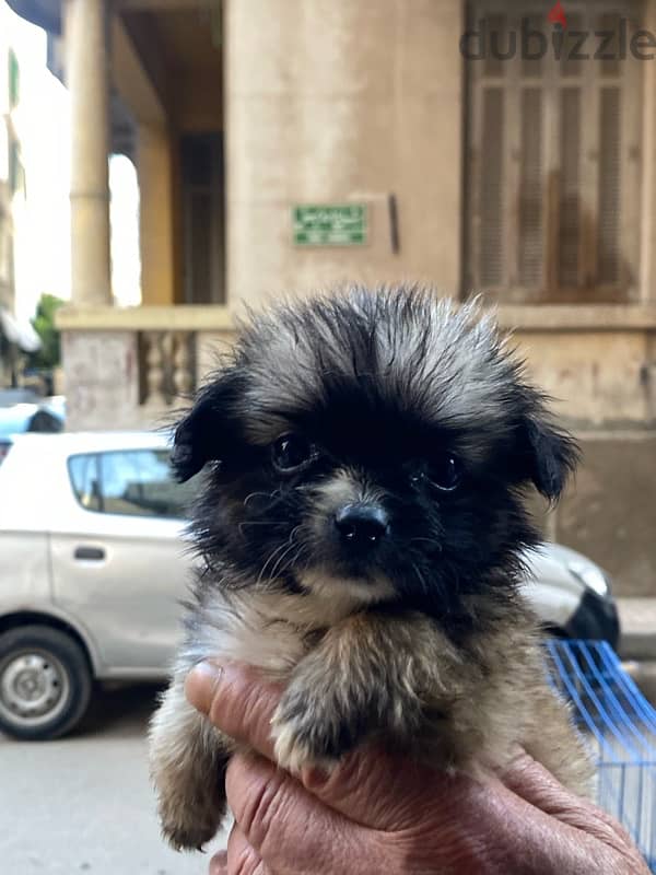 havanese teacup 2