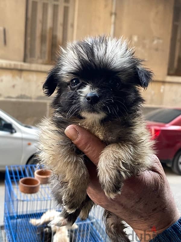 havanese teacup 3