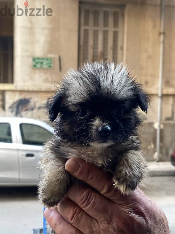havanese teacup 4