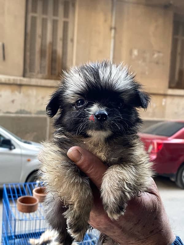 havanese teacup 5