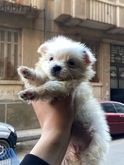 havanese teacup