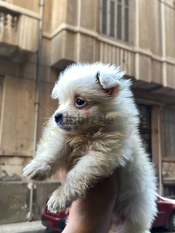 havanese teacup 1