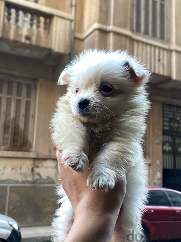 havanese teacup 2