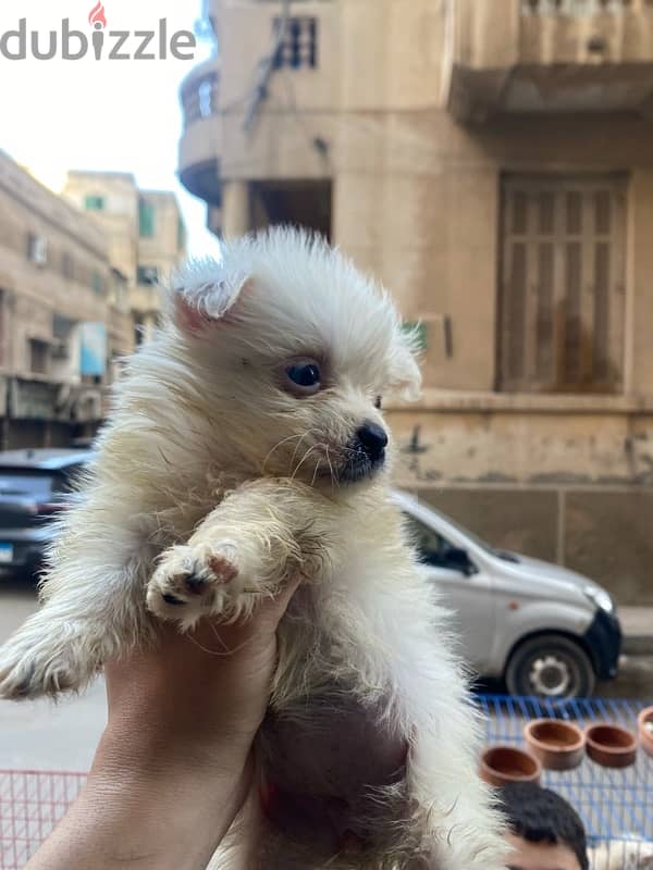 havanese teacup 3