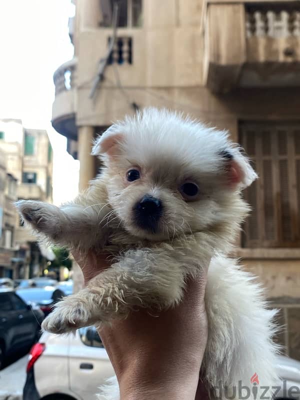 havanese teacup 4