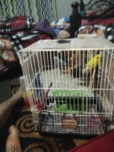 جوز عصافير دكر و نتايه