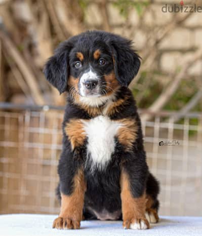 Bernese mountain dog females