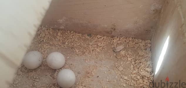 كوكتبل لاتينى شغال تحتيه بيض نتايه عين حمرا