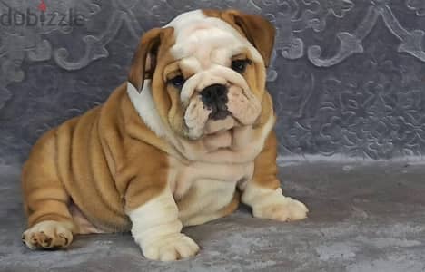 English bulldog puppy female from Russia