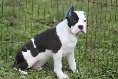 American staffordshire terrier puppy boy from Russia