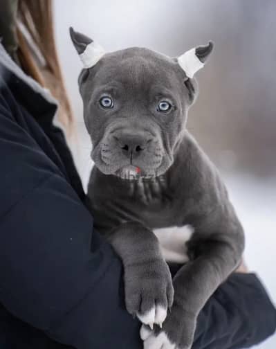 American pit bull terrier puppy boy