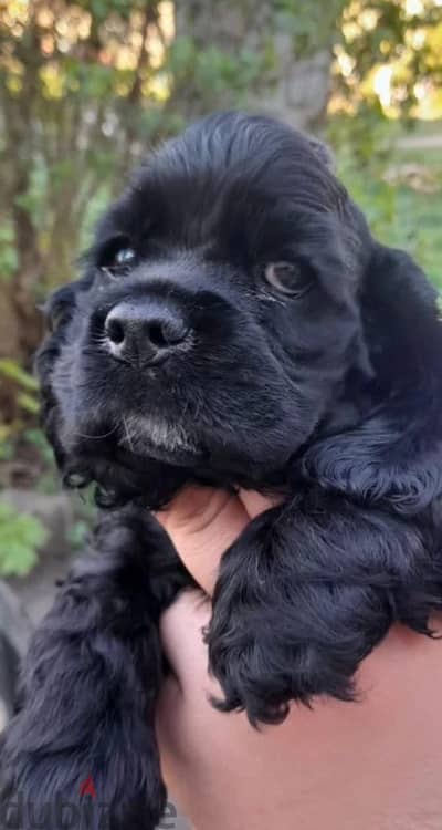 American cocker spaniel puppies