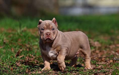 American bully puppy boy