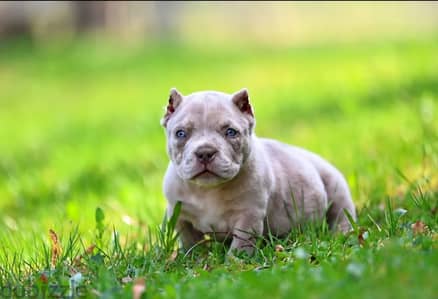 American bully boy from Russia
