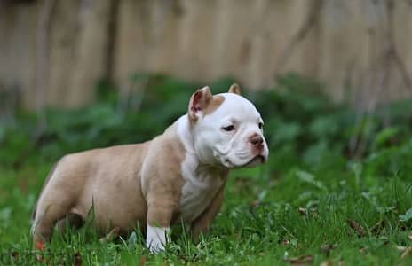 American bully puppy boy