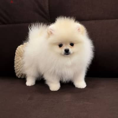 Pomeranian puppy tea cup