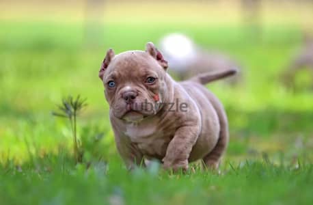 American bully puppy boy from Russia