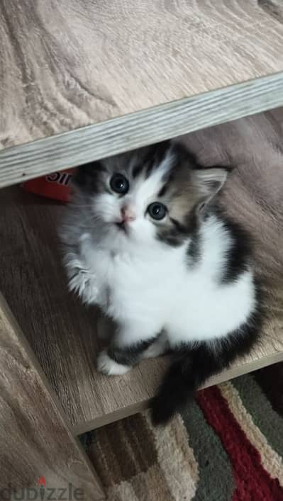 شيرازي بيور