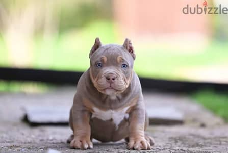 American bully puppy female from Russia