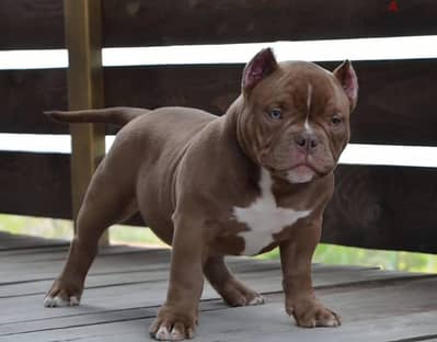 American bully puppies from Russia