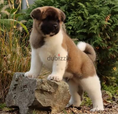 American Akita puppy boy from Russia