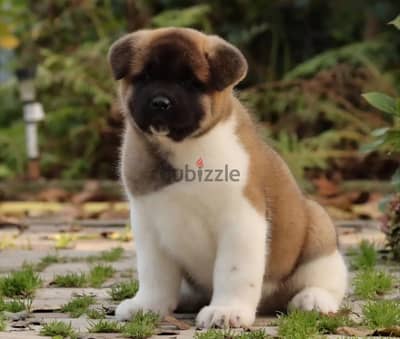 American Akita puppy boy from Russia