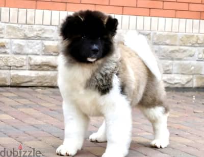 American Akita puppy female
