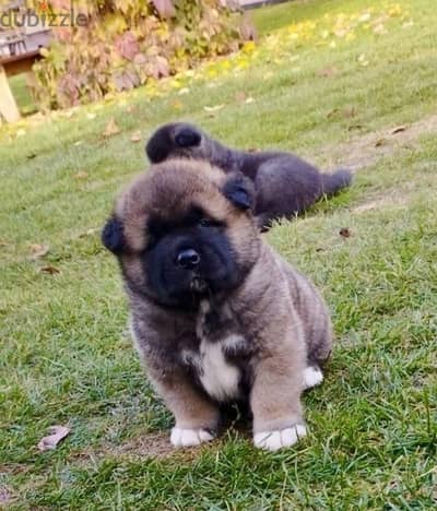 American Akita puppy boy