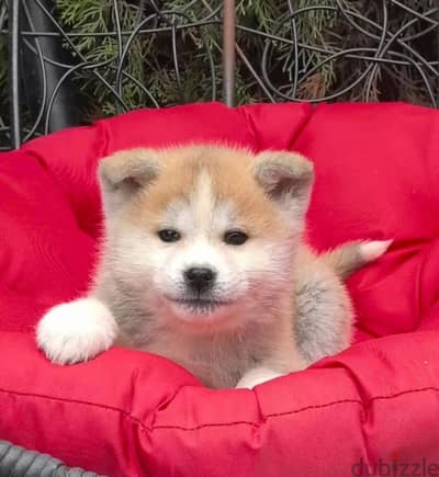 Japanese Akita Inu female from Russia