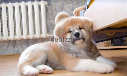Akita Inu boy from Russia