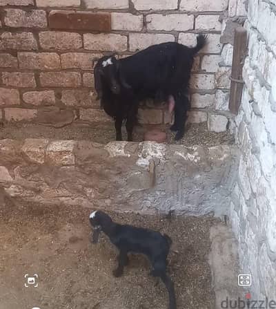 ماعز برقى والده اول بطن