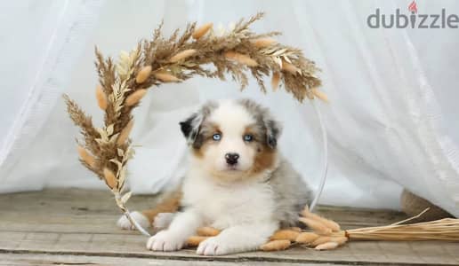 Australian shepherd puppy boy from Russia