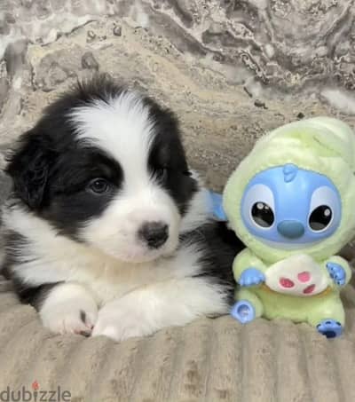 Australian shepherd puppies from Russia