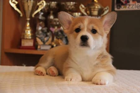 Pembroke welsh corgi puppy female