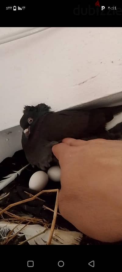 العجمي ال21