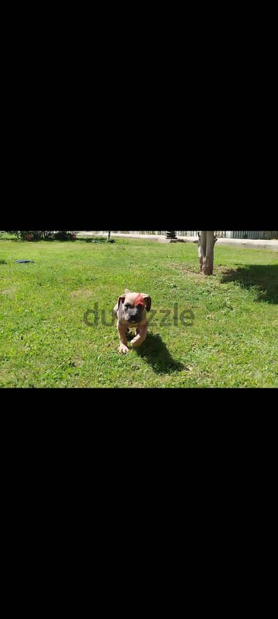 cane Corso female