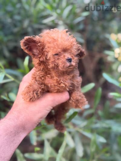 Tea cup boy poodle from Chinese Parents