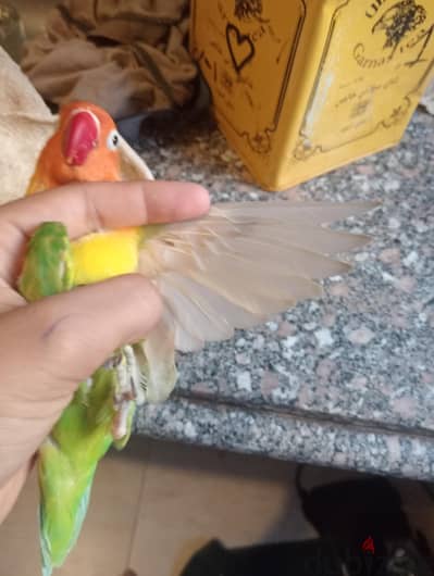 مندره
