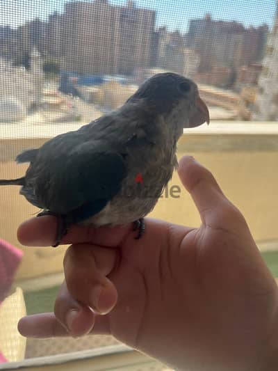 كويكر بلو تاكيل يدوي متدرب يقف على الايد اليف جدا